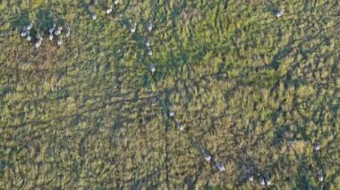 Hava balonu, Kenya 'daki Maasai Mara Ulusal Rezervi' nin yemyeşil ovalarında düzenli bir şekilde yürüyen zebraları yakalıyor..