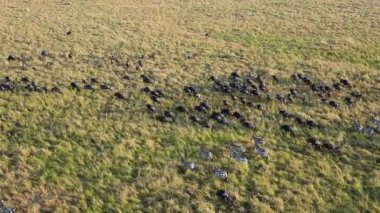 Sıcak hava balonundan alınan görüntülere göre Kenya 'daki Maasai Mara Ulusal Rezervi' nde yeşil savanada koşan zebra sürüsü görülüyor. Vahşi yaşam göçü görünümü.