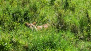 Sinsi bir dişi aslan, Maasai Mara Ulusal Rezervi Kenya 'da avlanırken ya da gözlemlerken sık sık uzun yeşil bozkırlarda koşar..