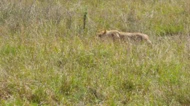 Sinsi bir dişi aslan, Maasai Mara Ulusal Rezervi Kenya 'da avlanırken ya da gözlemlerken sık sık uzun yeşil bozkırlarda koşar..