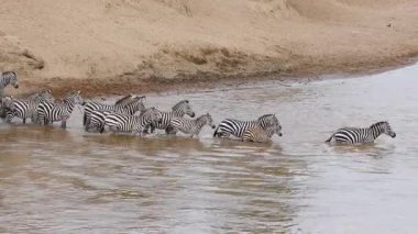 Zebralar Kenya 'daki Maasai Mara Ulusal Rezervi' nde tek sıra halinde çamurlu nehri geçiyor. Toz ve nehir manzaralı vahşi yaşam göçü davranışı.