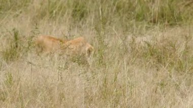 Dişi aslan gizlice hareket eder ve ara sıra Kenya 'daki Maasai Mara Ulusal Rezervi' nde uzun otların arasında koşar..