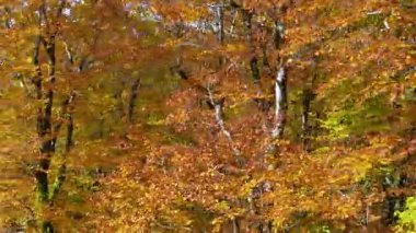 Japonya 'nın Akita şehrindeki Moriyoshi Dağı' ndaki mevsimlik halattan çekilen nefes kesici sonbahar manzarası. Altın ve turuncu akçaağaç yaprakları çarpıcı bir sonbahar manzarası yaratır..