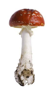 Agaric (Sinek mantarı) beyaz arka plan üzerinde uçmak.