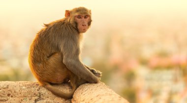 Suset maymun Tapınağı, Jaipur, makak maymunu.