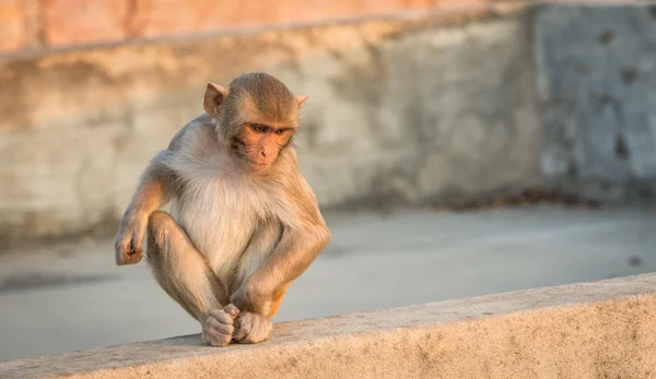 Baba makákó majom, Jaipur, India — Stock Fotó