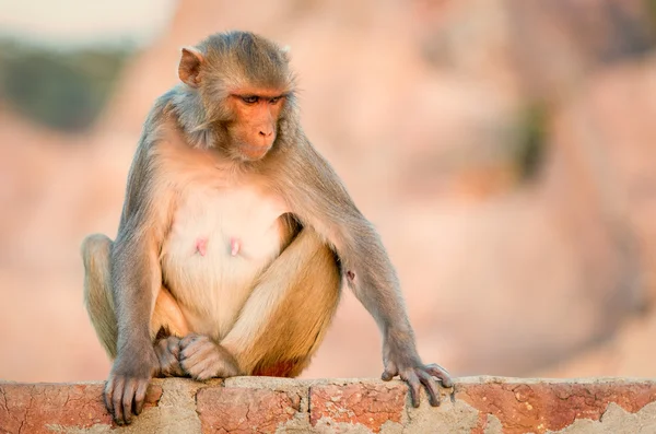 Macaque in de Monkey tempel, Jaipur. — Stockfoto