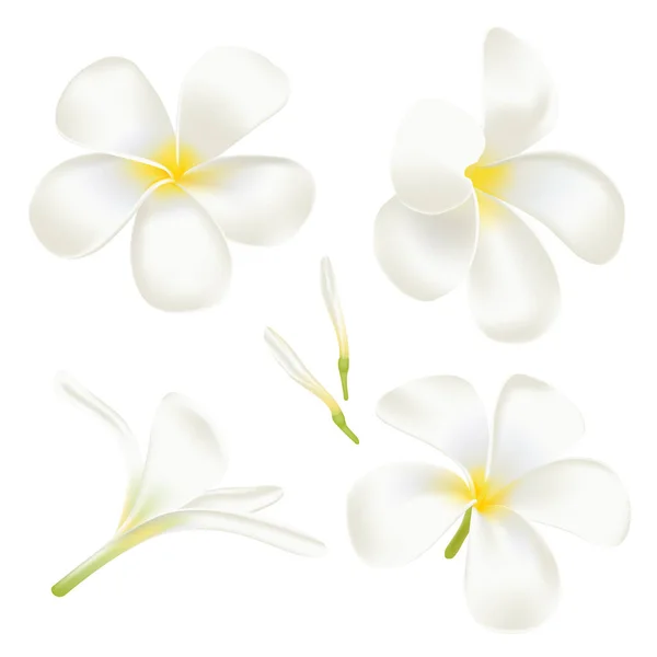 Sätt Vit Frangipani Blomma Perfekt Realistisk Vektor Illustration Isolerad Vit — Stock vektor