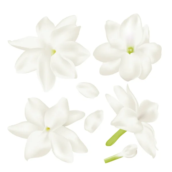 白ジャスミンの花をセット — ストックベクタ