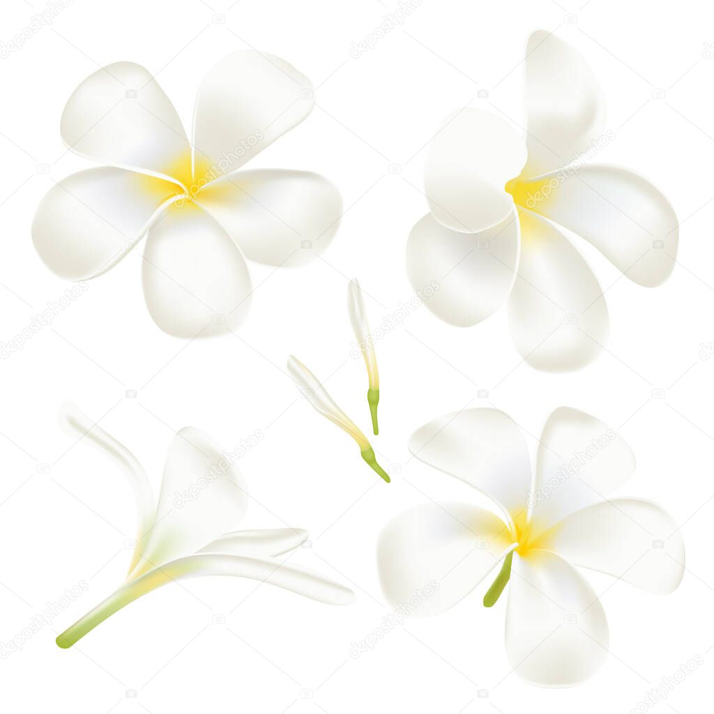 Set white frangipani Flower. Perfect realistic vector illustration. Isolated on white background.