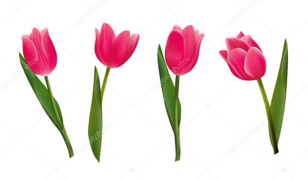 Beautiful pink tulip flowers. Realistic Elements for Labels of Cosmetic Skin Care Product Design. Vector Isolated Illustration