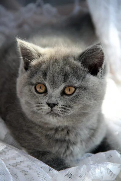 Pretty little kittens. Fluffy friend. Downy british kitten. Scottish fold. Gorgeous British Cat. — Stock fotografie