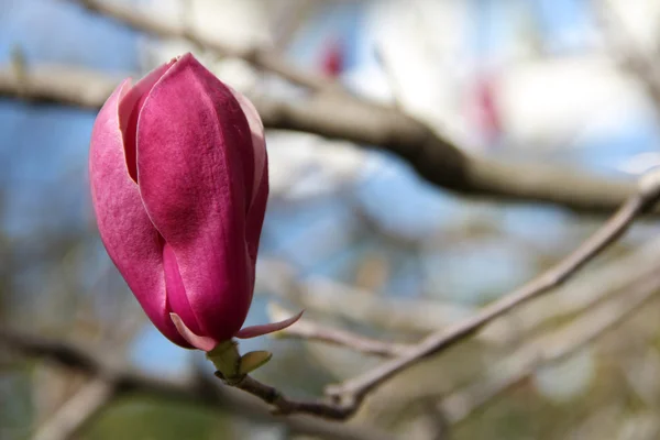 Blomväxter — Stockfoto