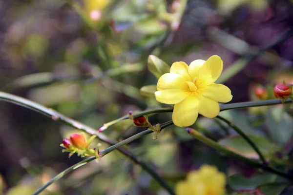 Fleurs de printemps — Photo