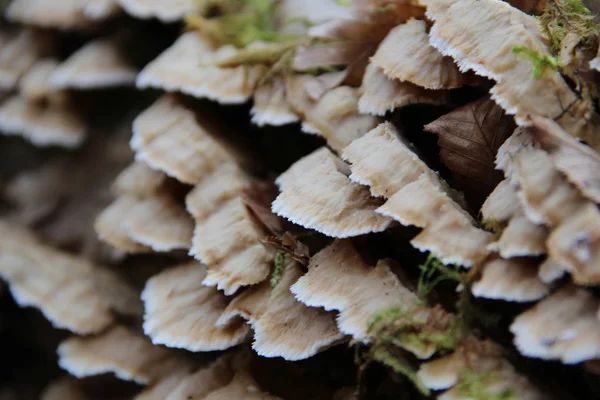 Wild mushrooms — Stock Photo, Image