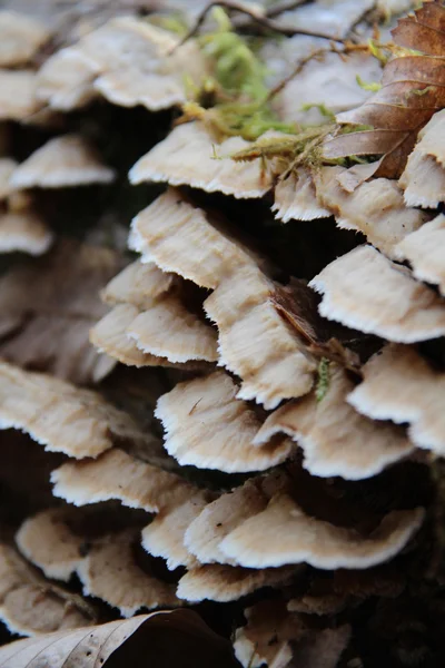 Дикие грибы — стоковое фото