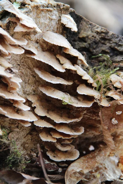 Funghi selvatici — Foto Stock