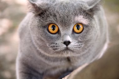 Cute british cat Alice. Pretty little kittens. Fluffy friend. Downy british kitten. Scottish fold. Gorgeous British Cat.