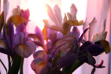 Güzel Bahar Çiçeği