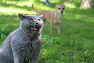 Cute british cat Alice. Pretty little kittens. Fluffy friend. Downy british kitten. Scottish fold. Gorgeous British Cat.