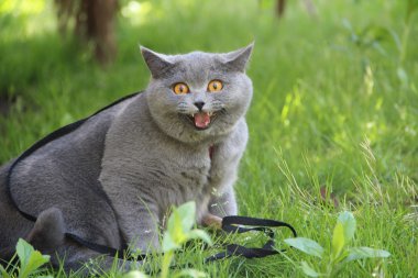 Cute british cat Alice. Pretty little kittens. Fluffy friend. Downy british kitten. Scottish fold. Gorgeous British Cat.