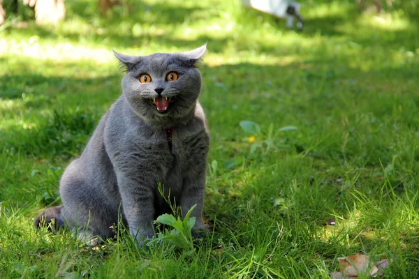 Süße britische Katze alice. hübsche kleine Kätzchen. flauschiger Freund. Flauschiges britisches Kätzchen. schottische Falte. prächtige britische Katze. — Stockfoto