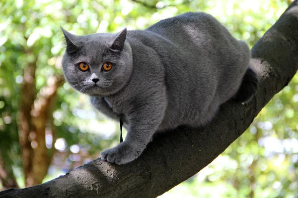 Süße britische Katze alice. hübsche kleine Kätzchen. flauschiger Freund. Flauschiges britisches Kätzchen. schottische Falte. prächtige britische Katze. — Stockfoto