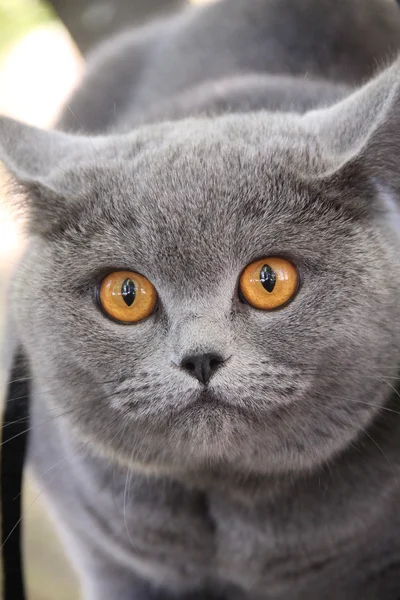 Cute british cat Alice. Pretty little kittens. Fluffy friend. Downy british kitten. Scottish fold. Gorgeous British Cat. — Stok fotoğraf