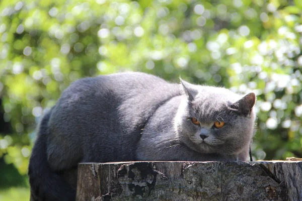 Süße britische Katze alice. hübsche kleine Kätzchen. flauschiger Freund. Flauschiges britisches Kätzchen. schottische Falte. prächtige britische Katze. — Stockfoto
