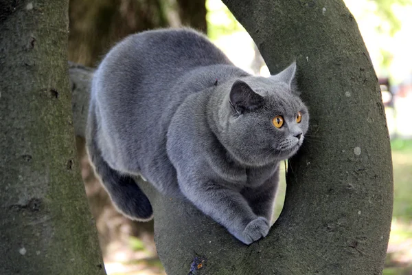 Mignon britannique chat alice — Photo