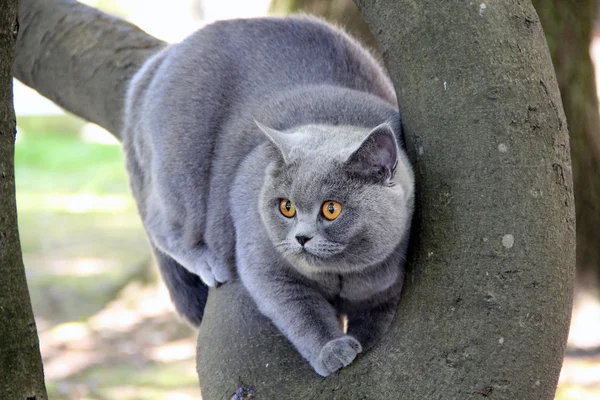 Süße britische Katze alice. hübsche kleine Kätzchen. flauschiger Freund. Flauschiges britisches Kätzchen. schottische Falte. prächtige britische Katze. — Stockfoto
