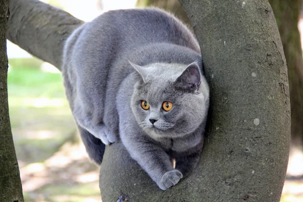 Cute british cat Alice. Pretty little kittens. Fluffy friend. Downy british kitten. Scottish fold. Gorgeous British Cat. — ストック写真