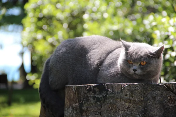 Carino gatto britannico Alice — Foto Stock