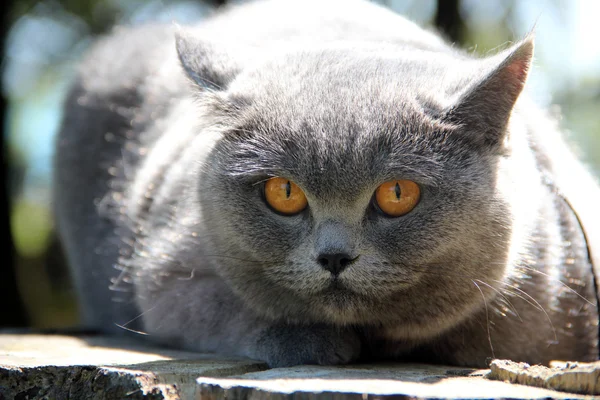 Cute british cat Alice. Pretty little kittens. Fluffy friend. Downy british kitten. Scottish fold. Gorgeous British Cat. — 图库照片