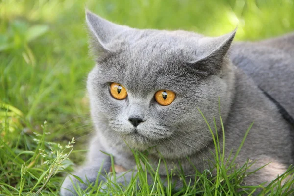 Cute british cat Alice. Pretty little kittens. Fluffy friend. Downy british kitten. Scottish fold. Gorgeous British Cat. — Stock Photo, Image