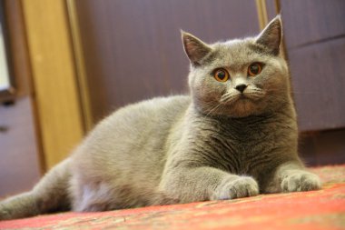 Pretty little kittens. Fluffy friend. Downy british kitten. Scottish fold. Gorgeous British Cat.