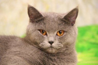 Pretty little kittens. Fluffy friend. Downy british kitten. Scottish fold. Gorgeous British Cat.