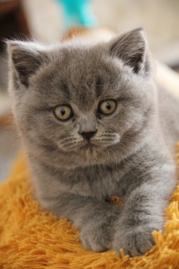Pretty little kittens. Fluffy friend. Downy british kitten. Scottish fold. Gorgeous British Cat.