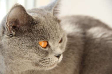 Pretty little kittens. Fluffy friend. Downy british kitten. Scottish fold. Gorgeous British Cat.