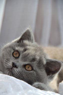 Pretty little kittens. Fluffy friend. Downy british kitten. Scottish fold. Gorgeous British Cat.