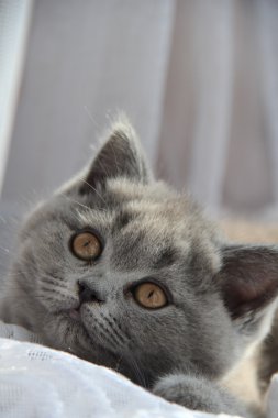 sevimli İngiliz kedi