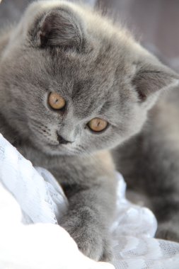 sevimli İngiliz kedi
