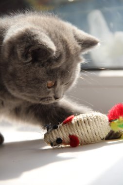 Pretty little kittens. Fluffy friend. Downy british kitten. Scottish fold. Gorgeous British Cat.