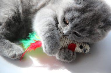 Pretty little kittens. Fluffy friend. Downy british kitten. Scottish fold. Gorgeous British Cat.