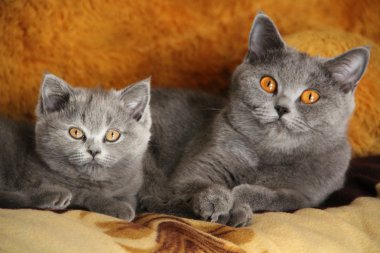 Pretty little kittens. Fluffy friend. Downy british kitten. Scottish fold. Gorgeous British Cat.