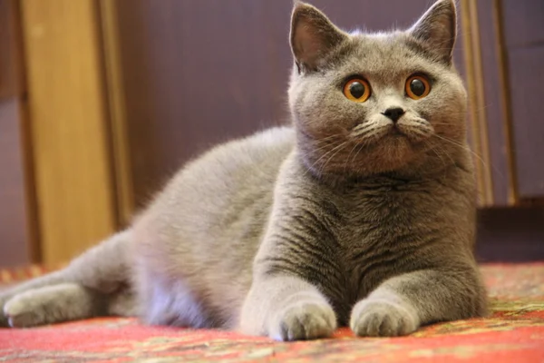 Hübsche kleine Kätzchen. flauschiger Freund. Flauschiges britisches Kätzchen. schottische Falte. prächtige britische Katze. — Stockfoto