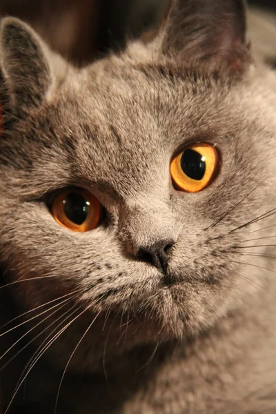 Hübsche kleine Kätzchen. flauschiger Freund. Flauschiges britisches Kätzchen. schottische Falte. prächtige britische Katze. — Stockfoto