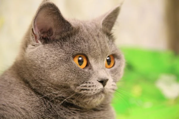 Pretty little kittens. Fluffy friend. Downy british kitten. Scottish fold. Gorgeous British Cat. — Stockfoto