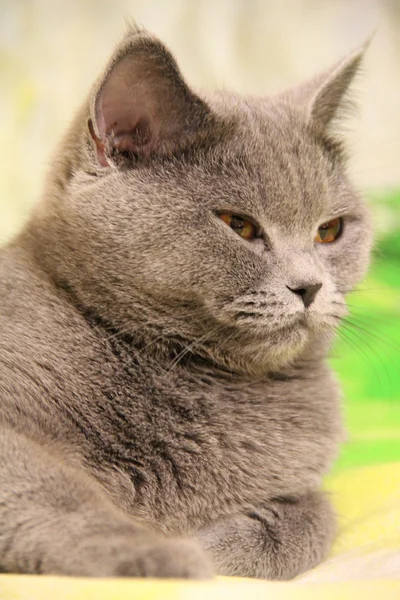 Hübsche kleine Kätzchen. flauschiger Freund. Flauschiges britisches Kätzchen. schottische Falte. prächtige britische Katze. — Stockfoto