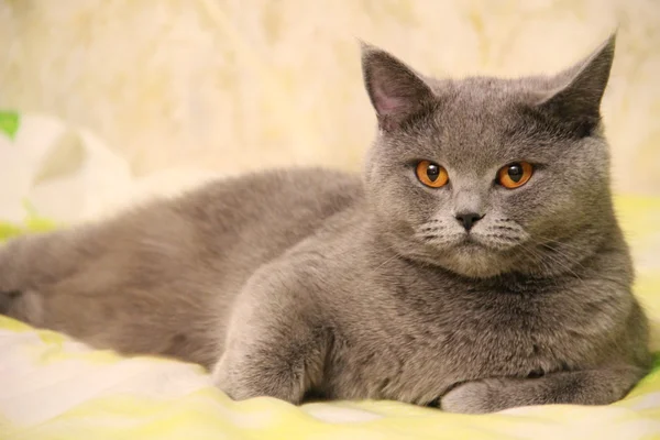 Hübsche kleine Kätzchen. flauschiger Freund. Flauschiges britisches Kätzchen. schottische Falte. prächtige britische Katze. — Stockfoto